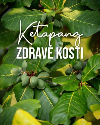 Katappa je velký tropický strom z čeledi olovnatých, původem z Asie. Mezi běžné názvy patří i název tropická mandle. Listy...